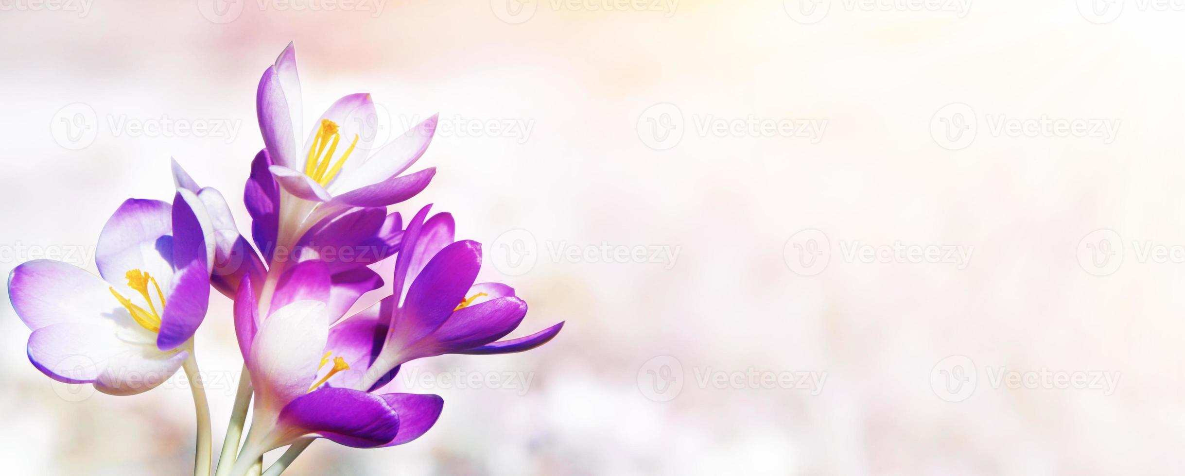 Blooming purple crocus flowers in a soft focus on a sunny spring day photo