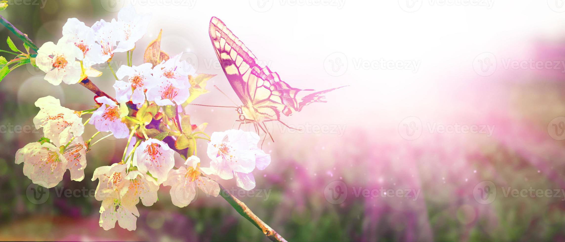 Beautiful branch of blossoming tree in spring with butterfly. photo