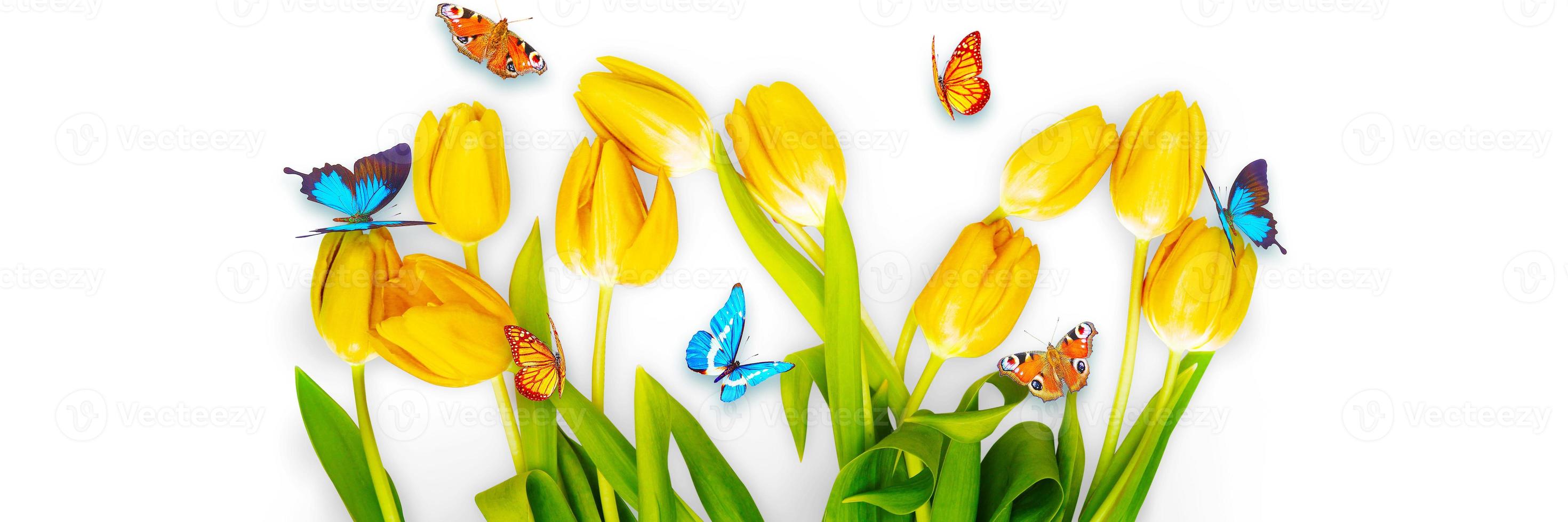 Beautiful tulips and butterflies. Spring nature background for web banner photo