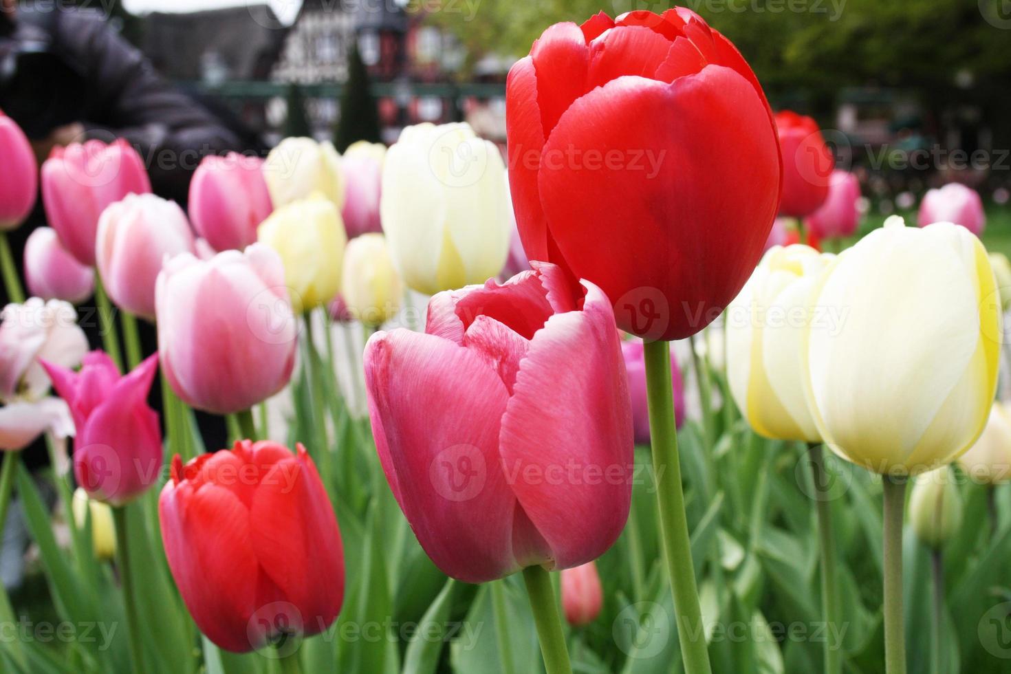 Beautiful tulips. Spring nature background for web banner and card design. photo