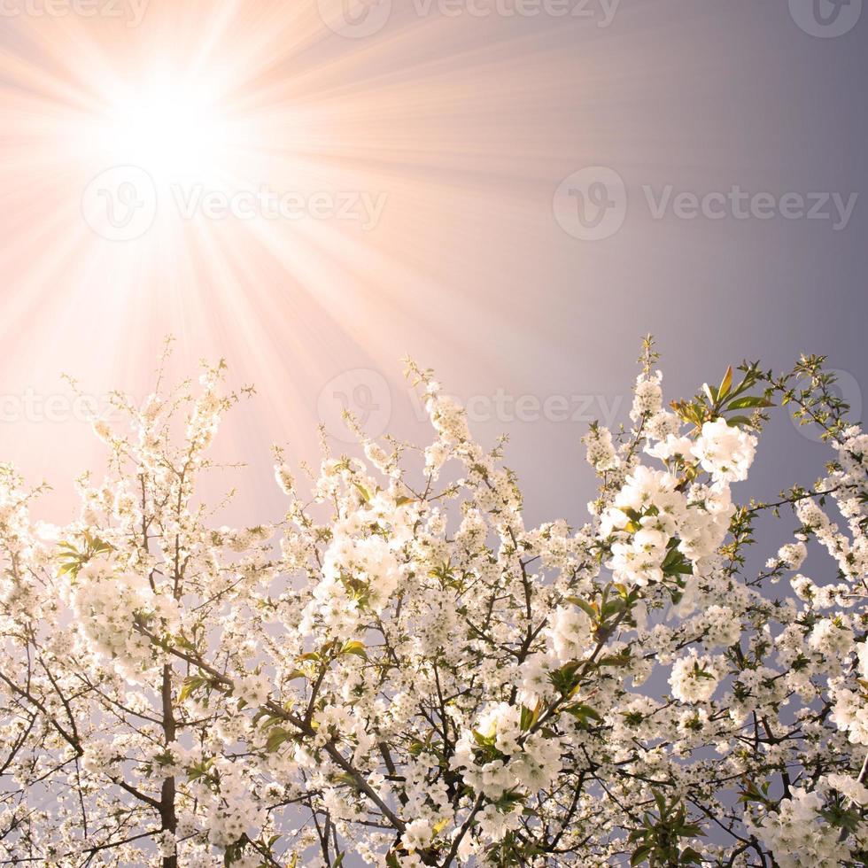 Beautiful branch of blossoming tree in spring. photo