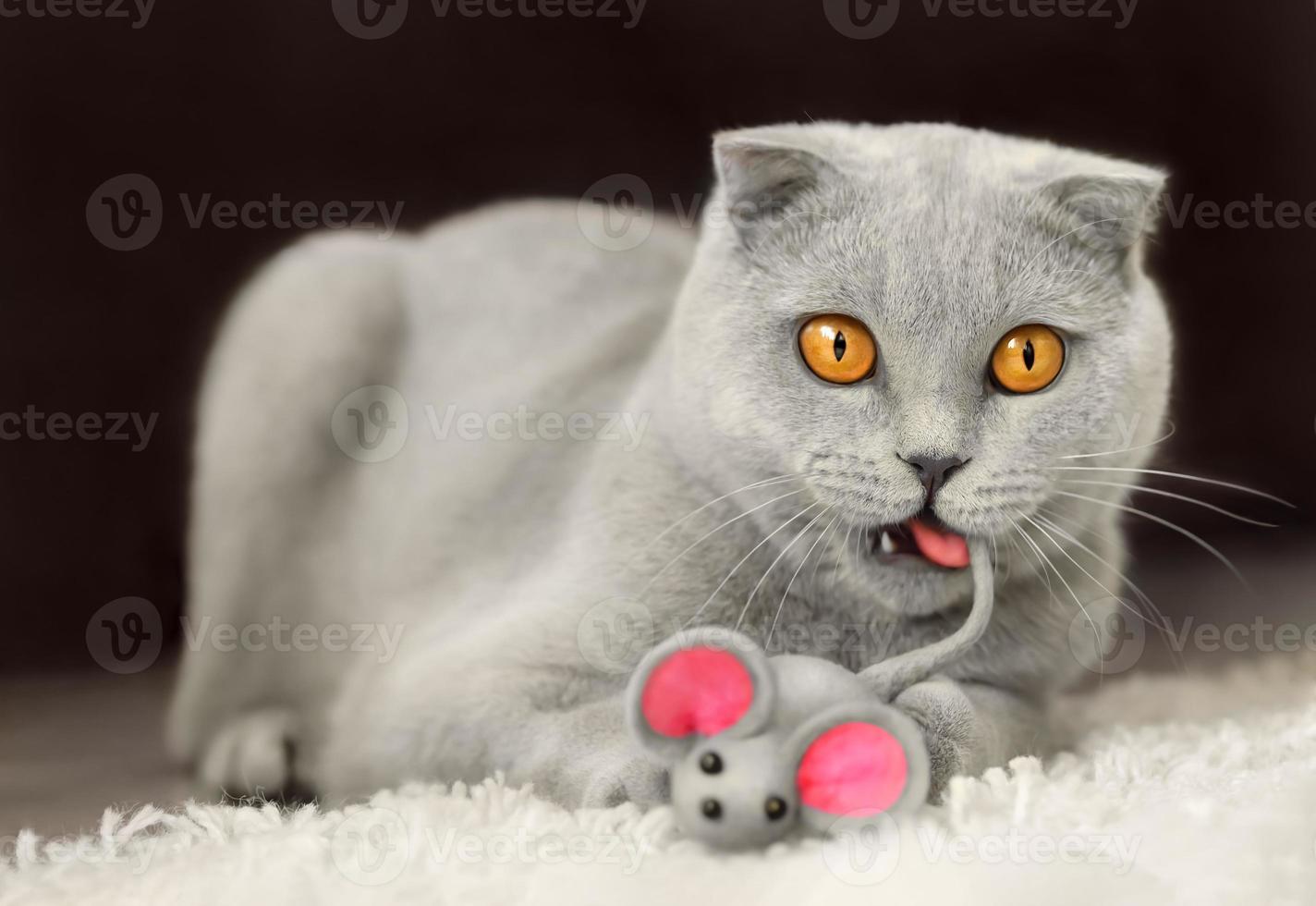 Funny gray cat playing with gray mouse toy, lying on the floor. photo