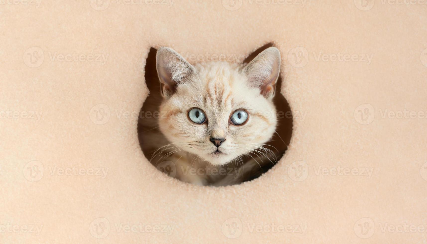 Cat curiously looks out from a hole in the cat tower photo