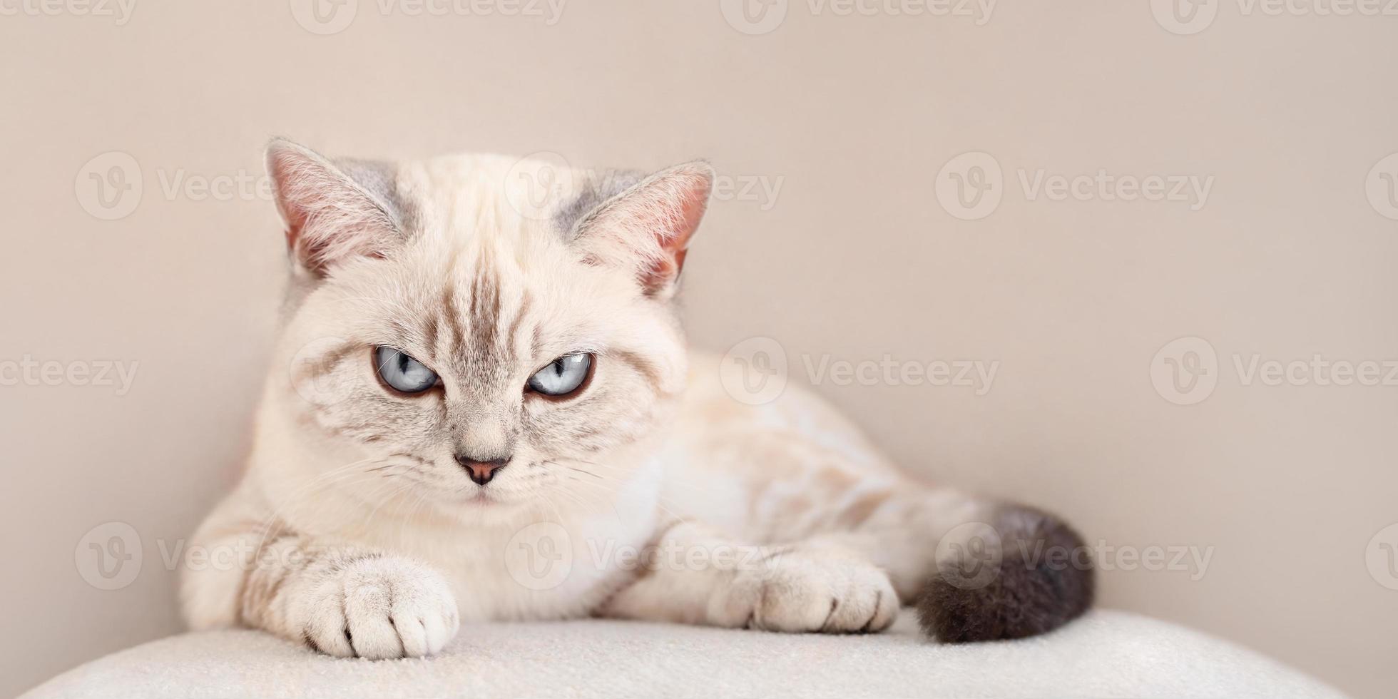 Disgruntled scottish cat lies with angry look photo