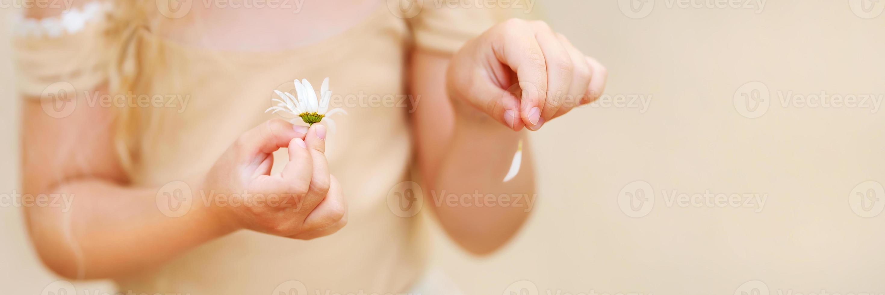 Little girl hands puling petals from a chamomile. Soft focus. photo