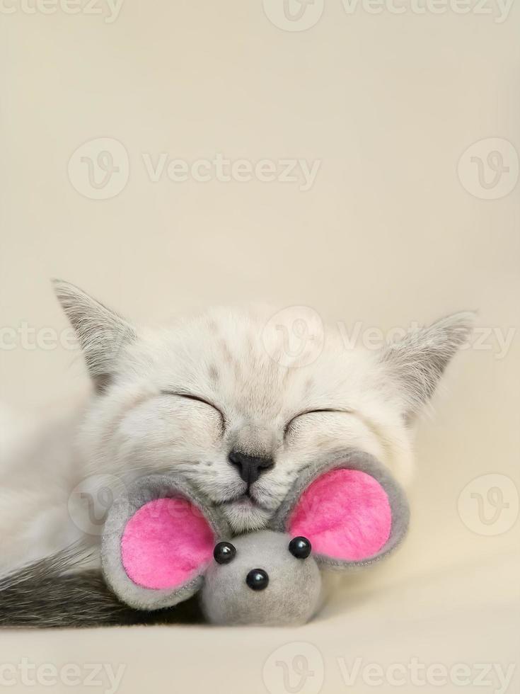 Little scottish sleeping cute biege cat with toy mouse. photo