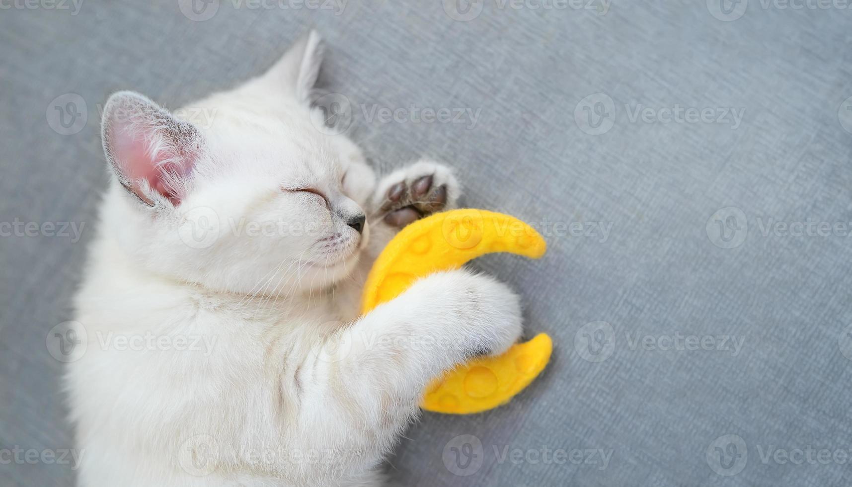 pequeño gato biege durmiente con luna de juguete foto