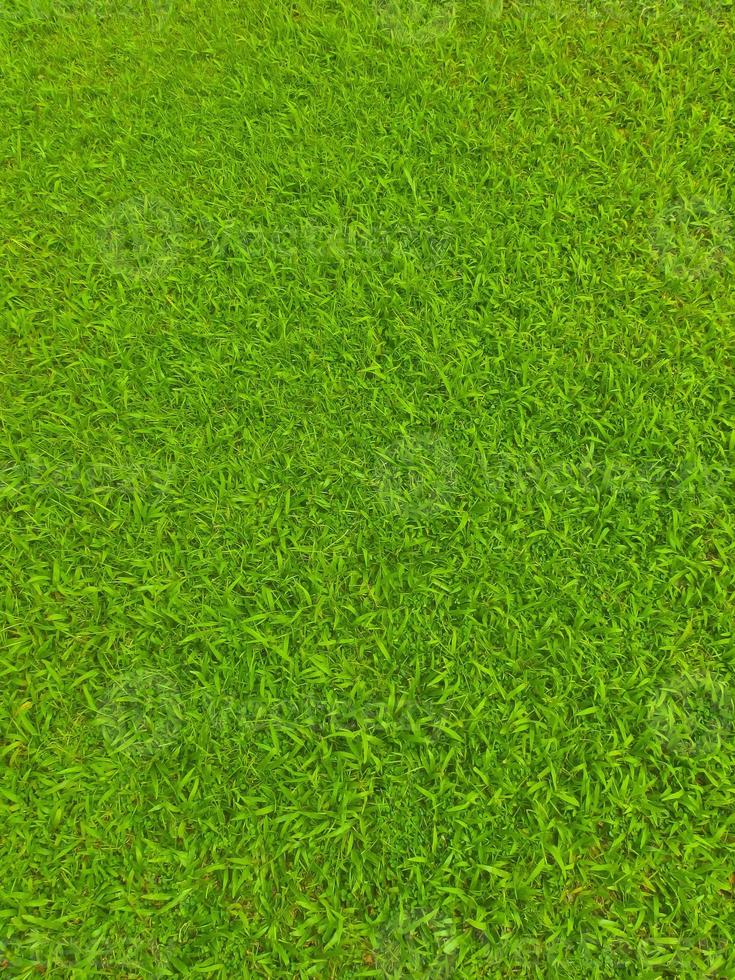 Green football field grass photo