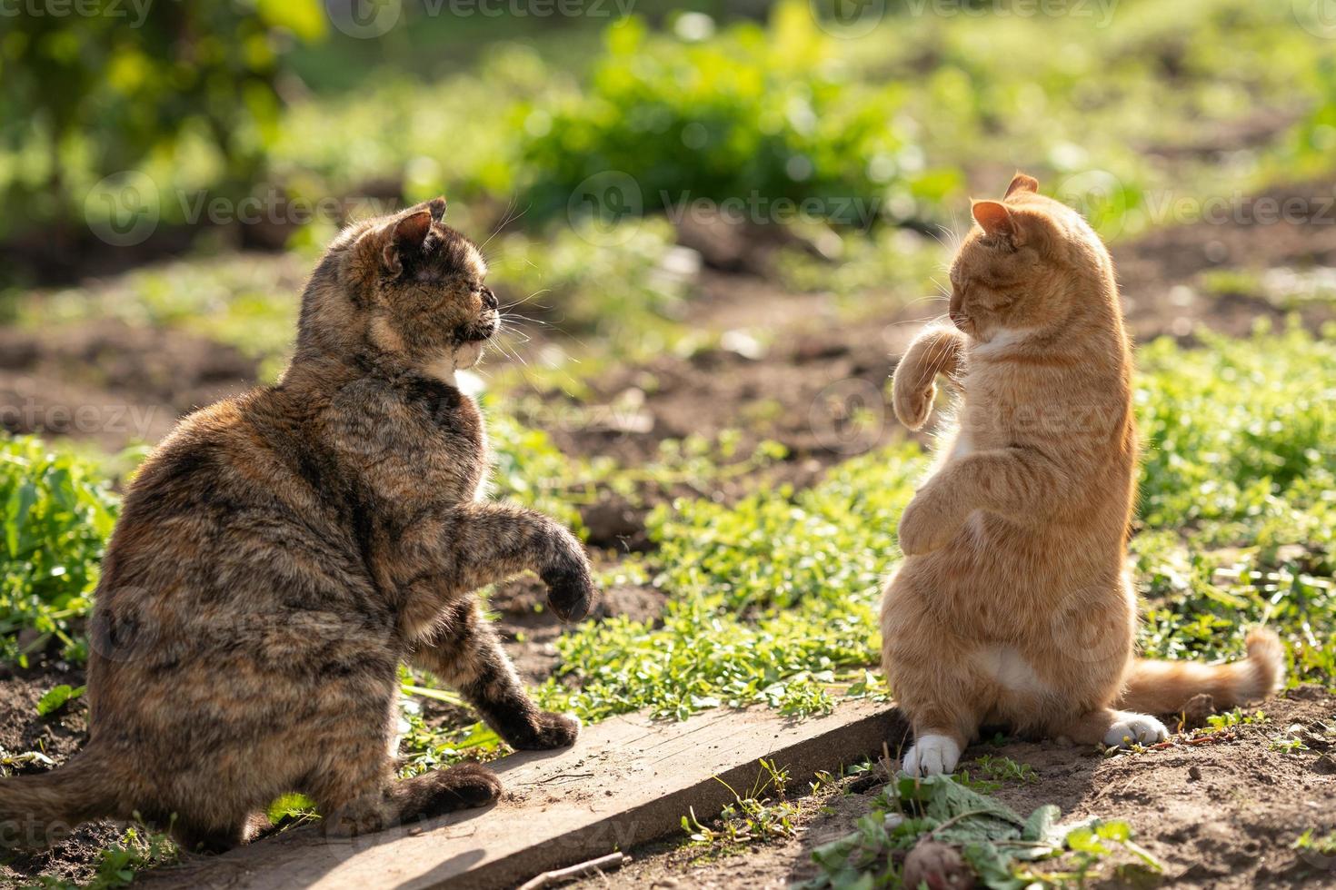 no me toques. un gato color tortuga pelea con un gato anaranjado. dos gatos mantienen la distancia social. choca los cinco foto