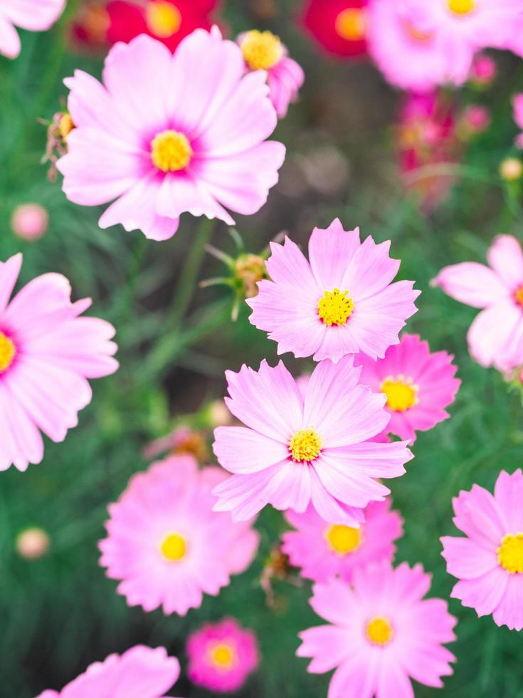 las flores rosadas del cosmos florecen en el jardín foto