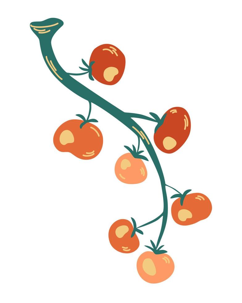 Tomatoes on a branch. Plant tomatoes red green, vegetable garden, crop. Hand drawn vector illustration isolated on white.