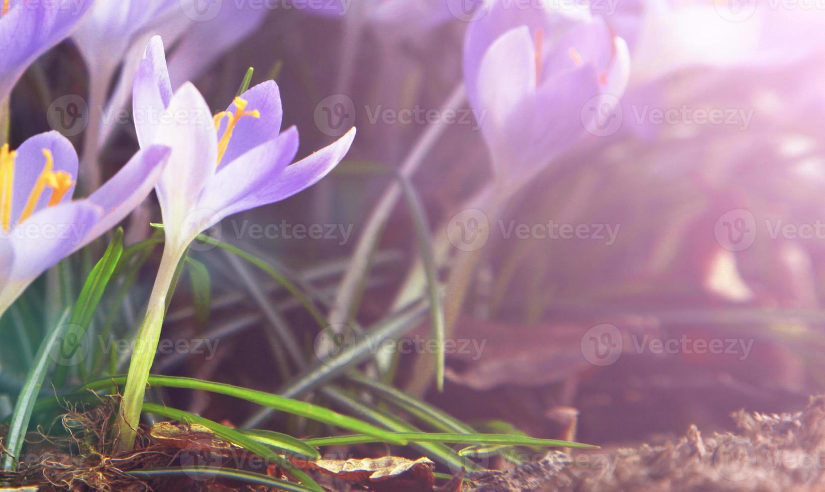 Blooming purple crocus flowers in a soft focus on a sunny spring day photo