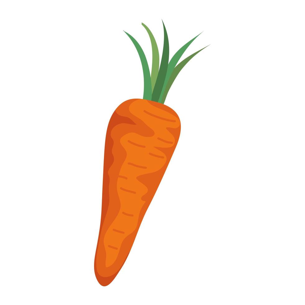 Isolated carrot vegetable vector design