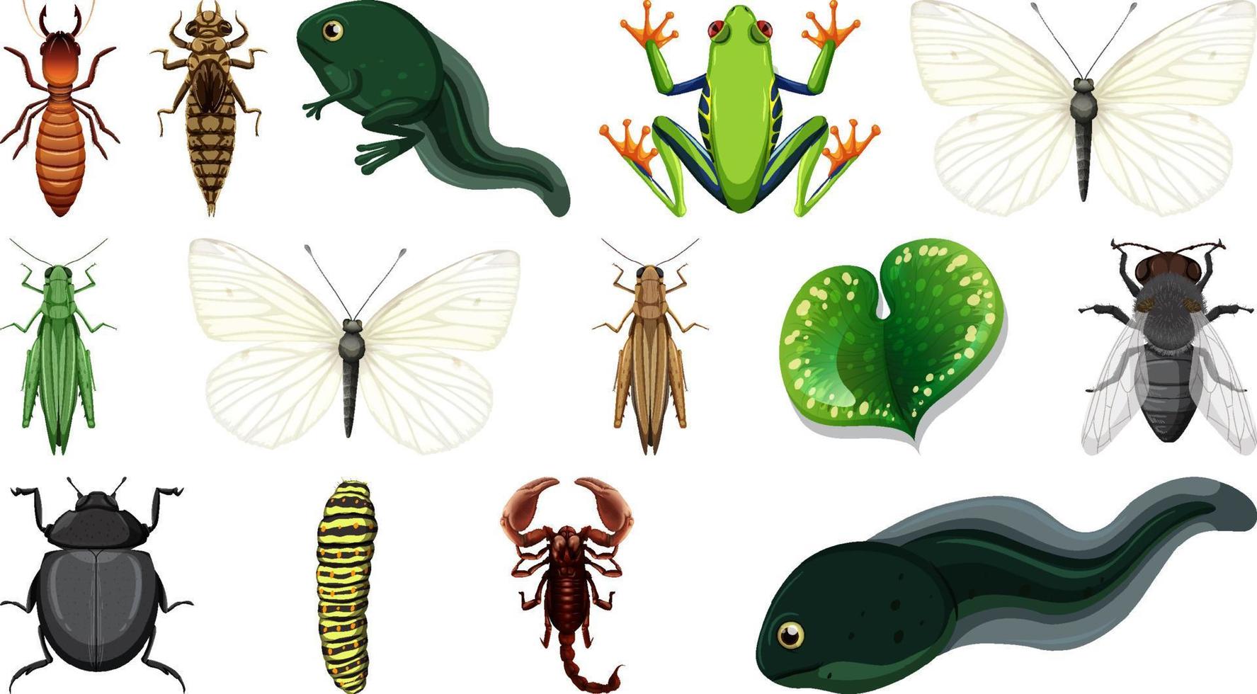 Different insects collection isolated on white background vector