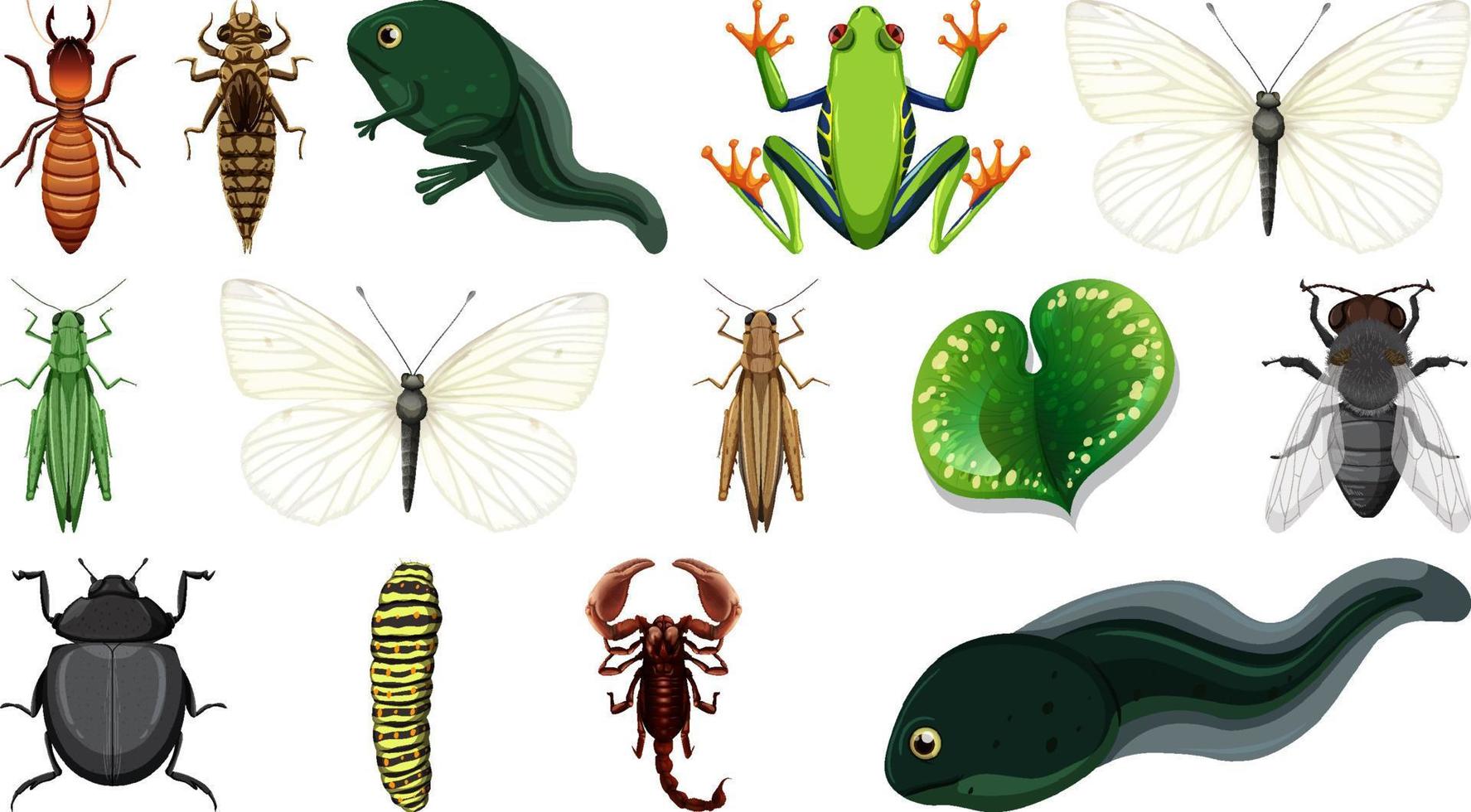 Colección de diferentes insectos aislado sobre fondo blanco. vector