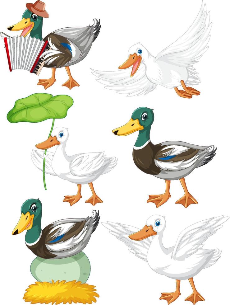 Set of different poses of ducks cartoon characters vector