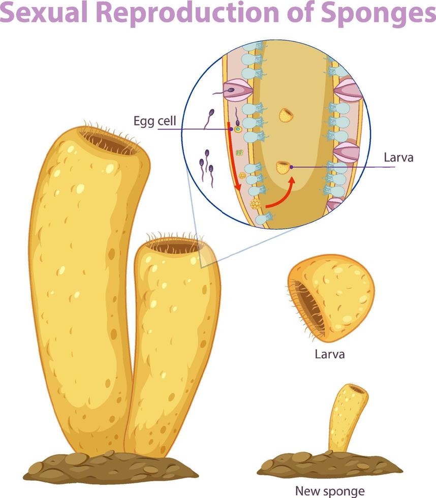 Diagram showing reproduction in sponges vector