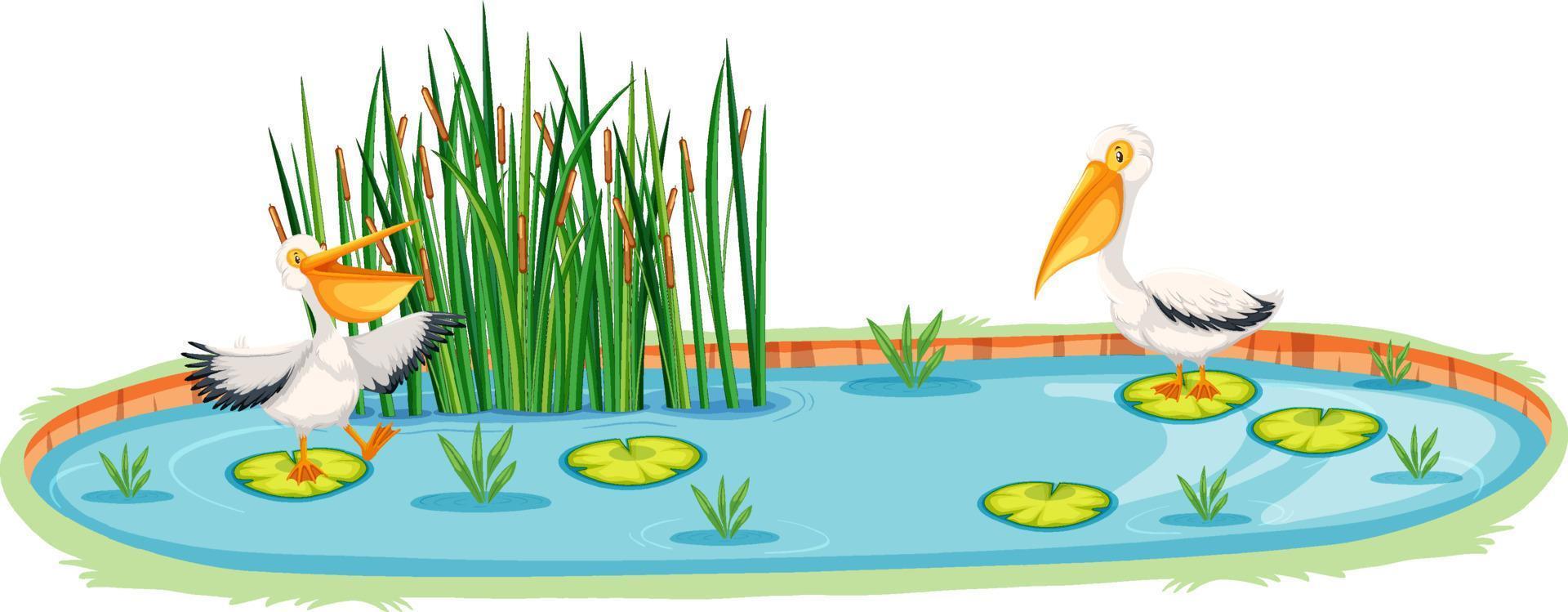 Two pelican birds in the pond vector