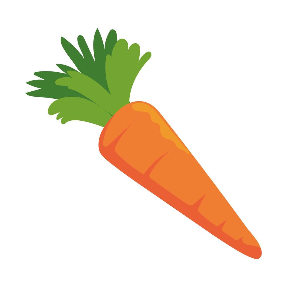 zanahoria vegetal fresca vector