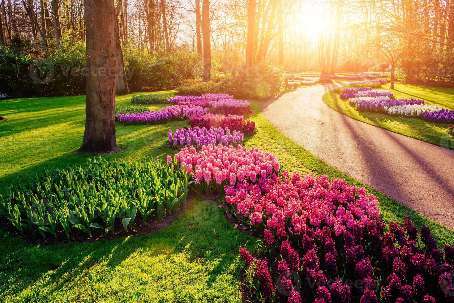 hermosos jacintos multicolores. Holanda. parque de flores keukenhof. foto