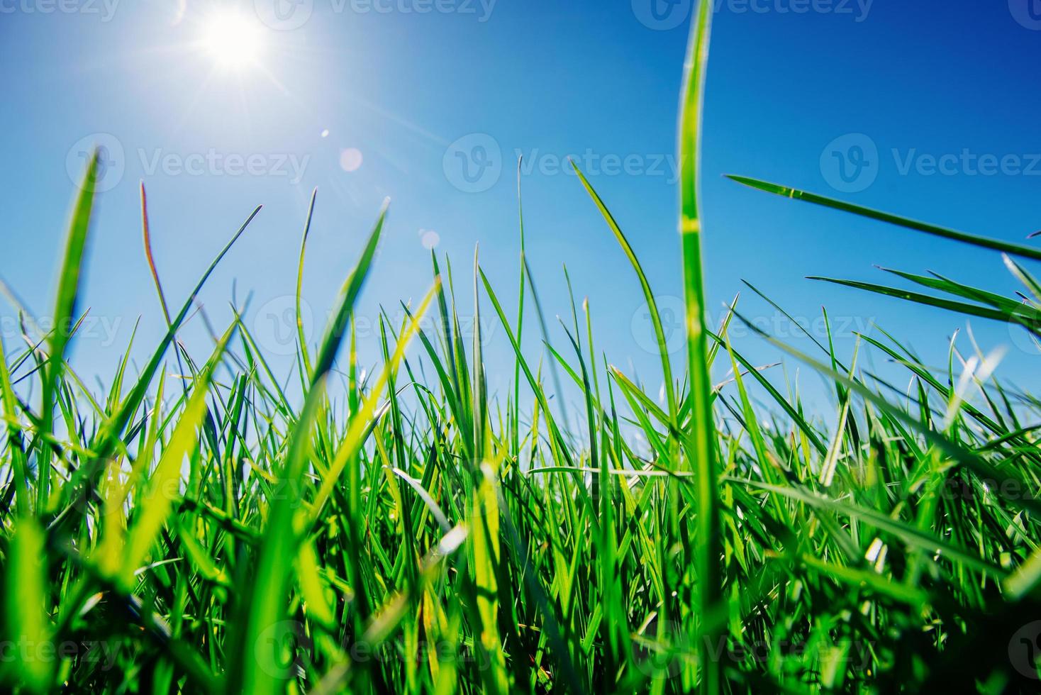 Close up of fresh thick grass photo