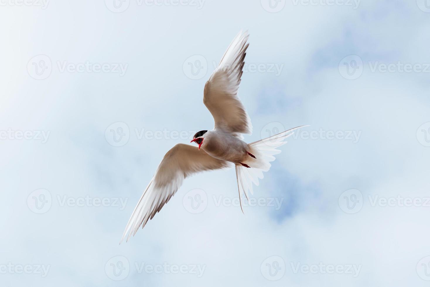 Tern Stock Photos, Images and Backgrounds for Free Download