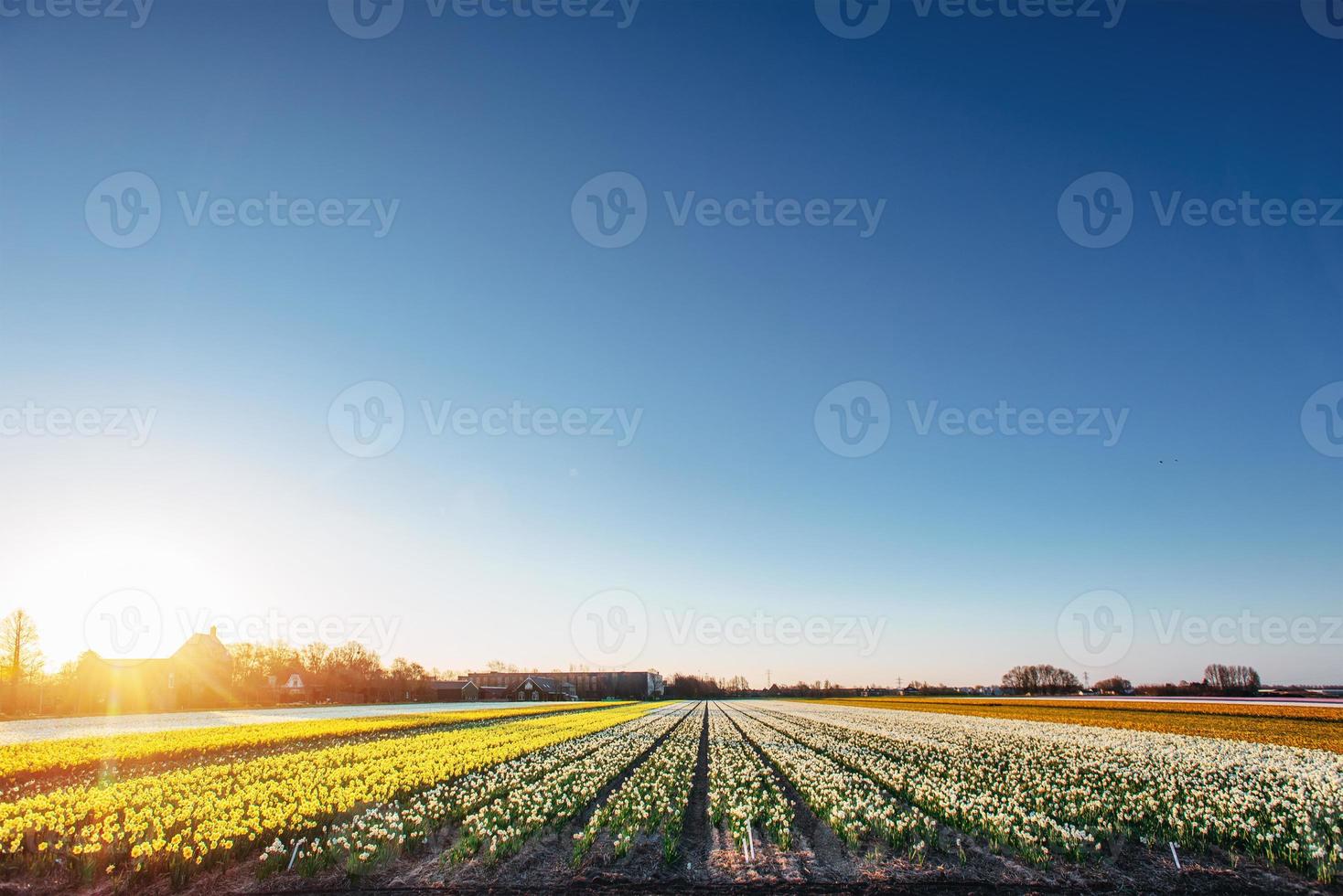tulips field in the Netherlands. Holland photo