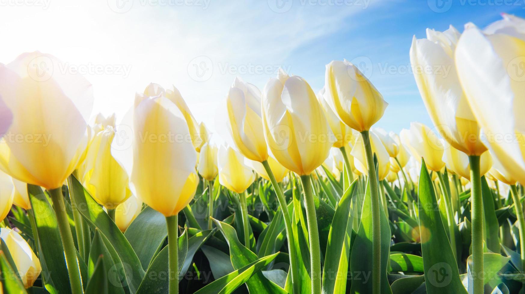 tulipanes amarillos a la luz del sol contra foto