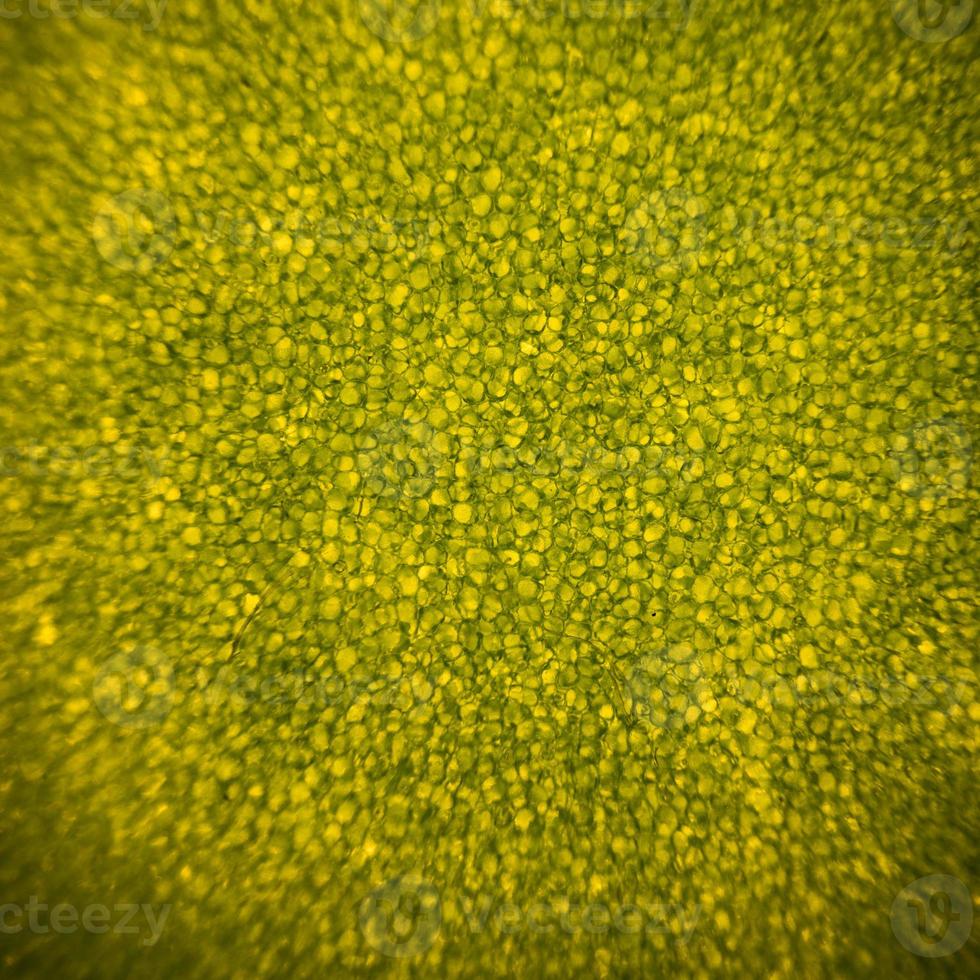 Leaf cells under microscope. micrograph, leaf under a microscope, organ-producing oxygen and carbon dioxide, the process of photosynthesis photo