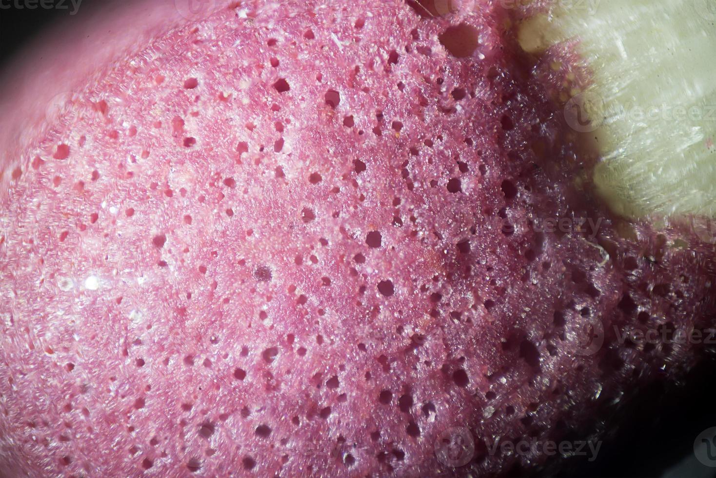 The Microscopic World. Match head under the microscope photo
