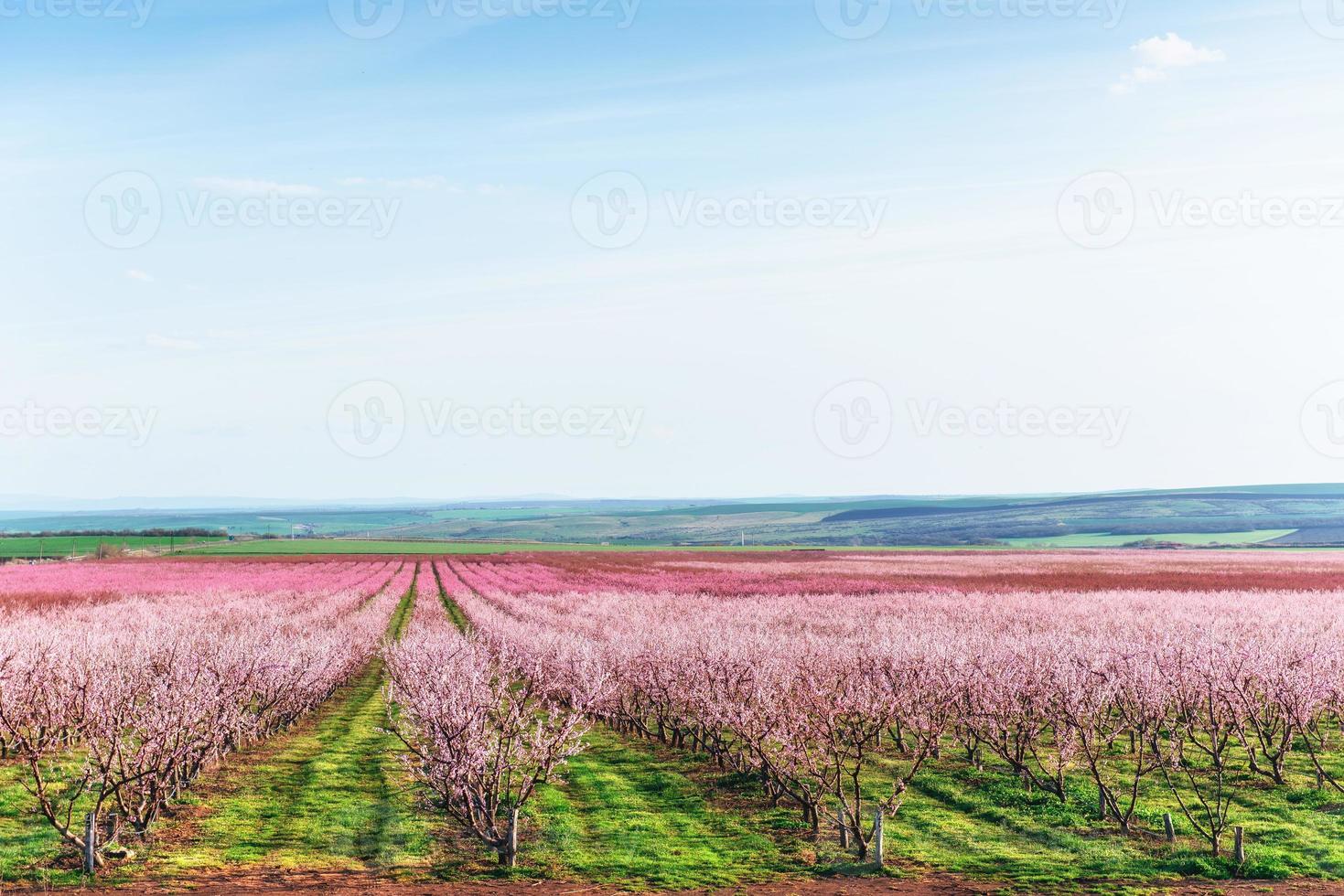 Richly blossoming tree garden on a lawn with a beautiful sky on a back background. photo