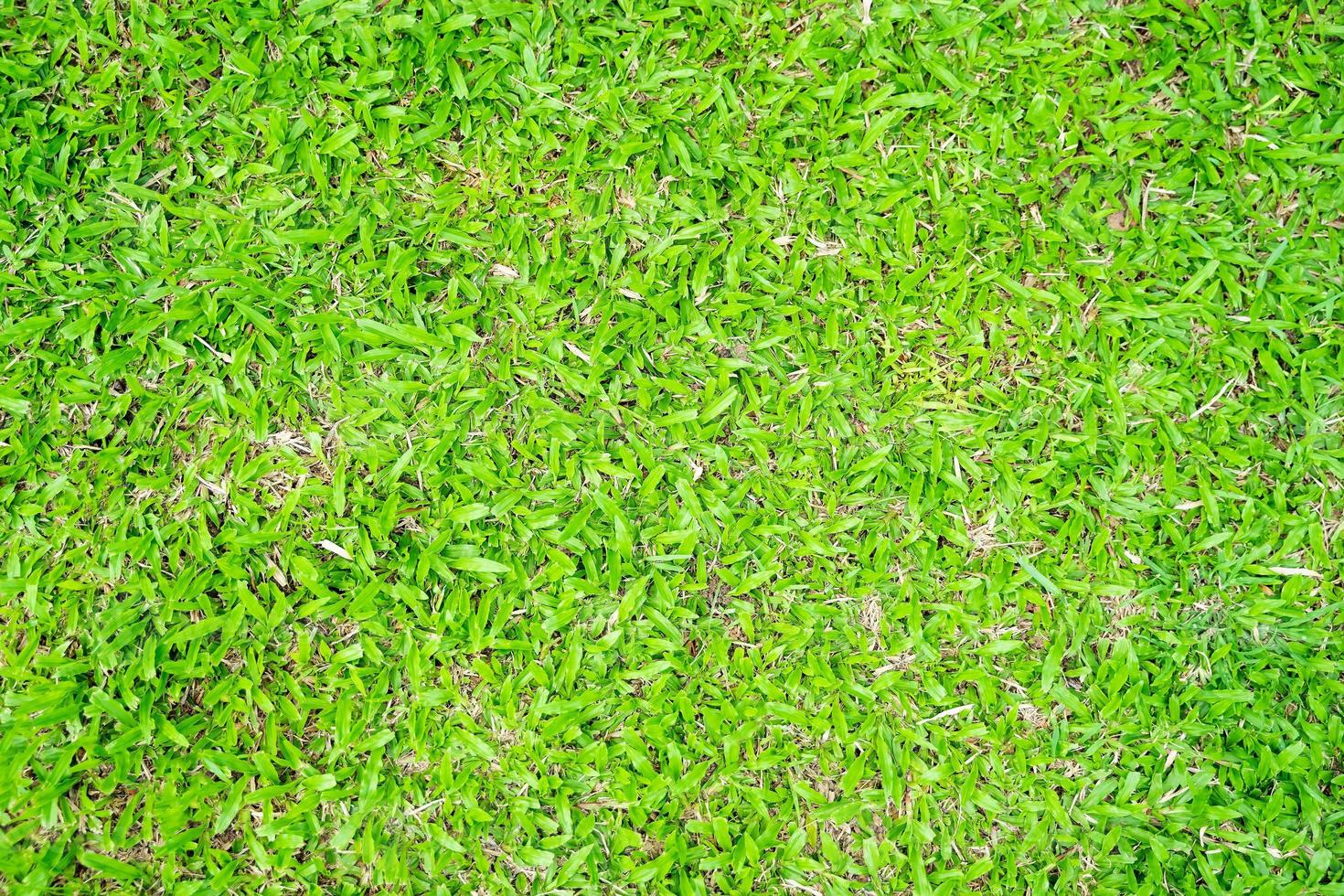 Green grass texture for background. Green lawn pattern and texture background. photo