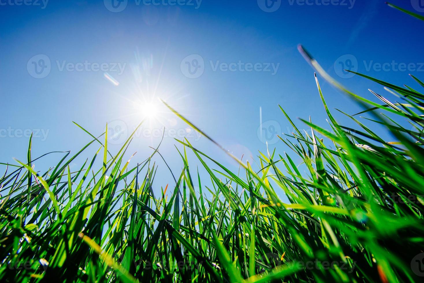 Close up of fresh thick grass photo