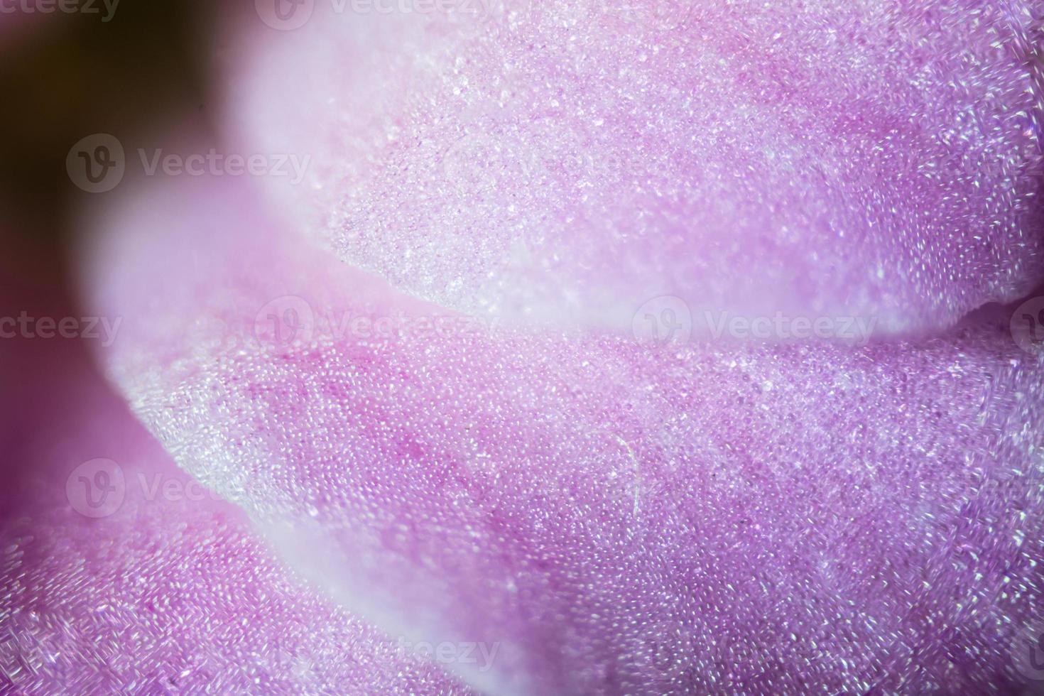 Microscope image of violet flower petal cells photo