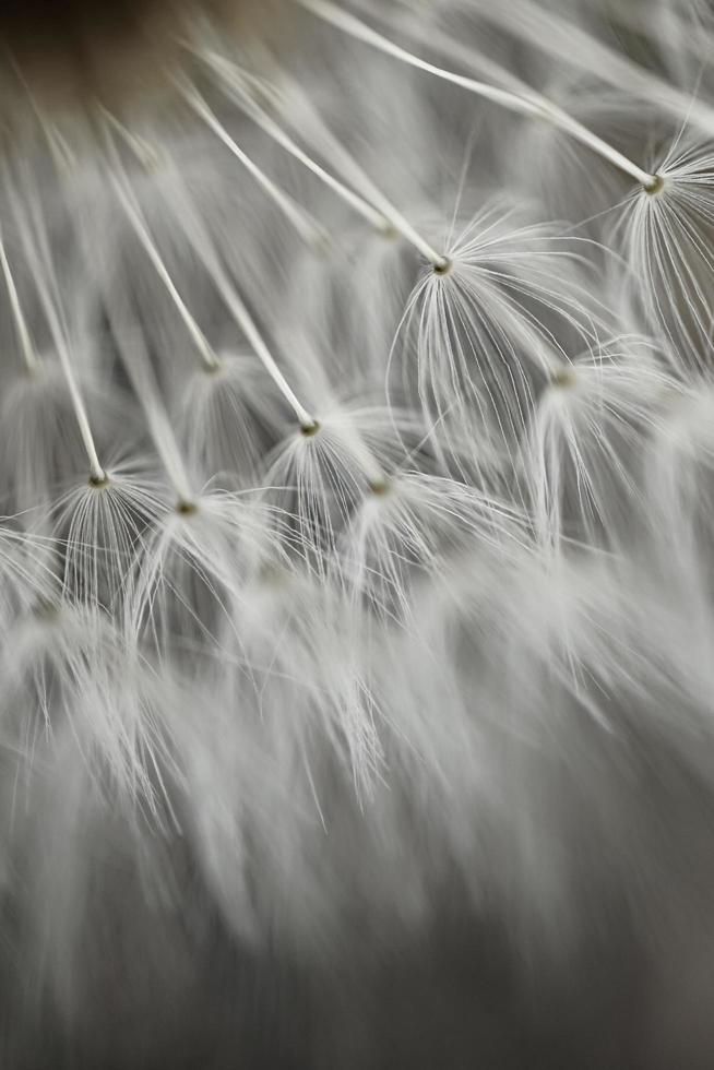 semilla de flor de diente de león blanco romántico en primavera foto