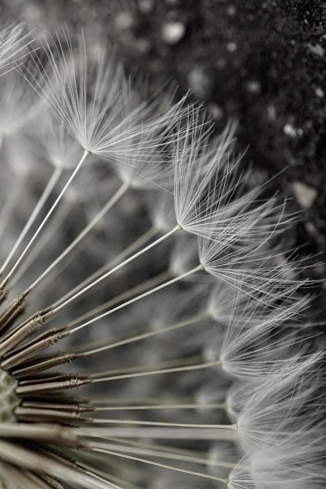 romantic white dandelion flower seed in springtime photo