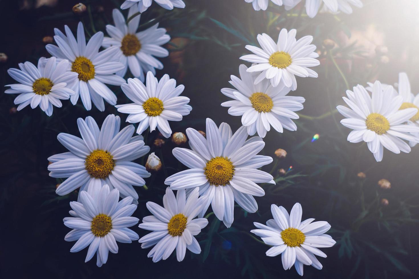 romantic white daisy flower in springtime photo