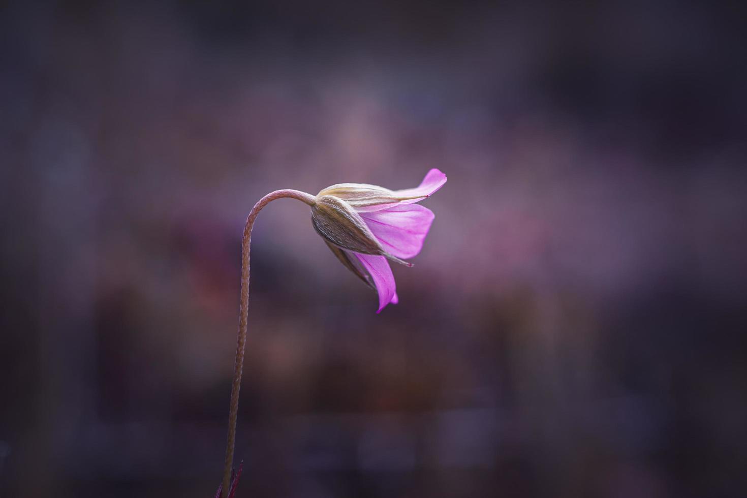 hermosa planta de flores rosas en la naturaleza en primavera foto