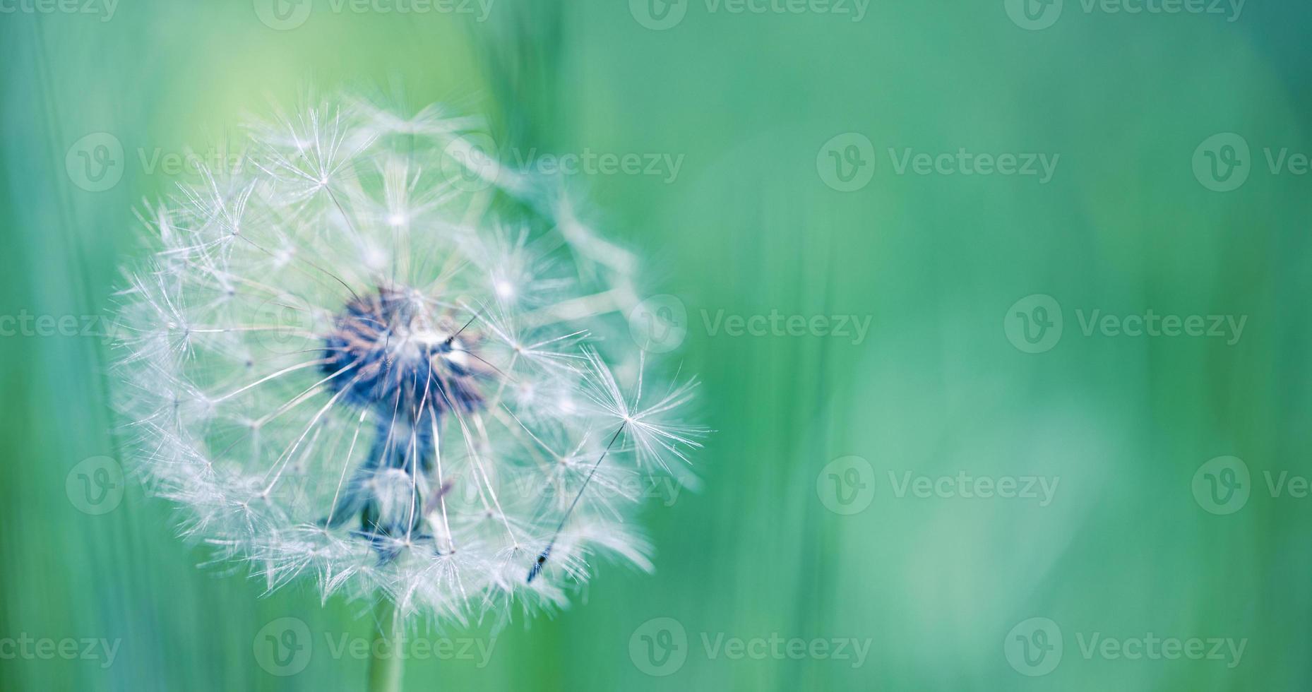 Closeup of dandelion on natural background. Bright, delicate nature details. Inspirational nature concept, soft blue and green blurred bokeh background photo