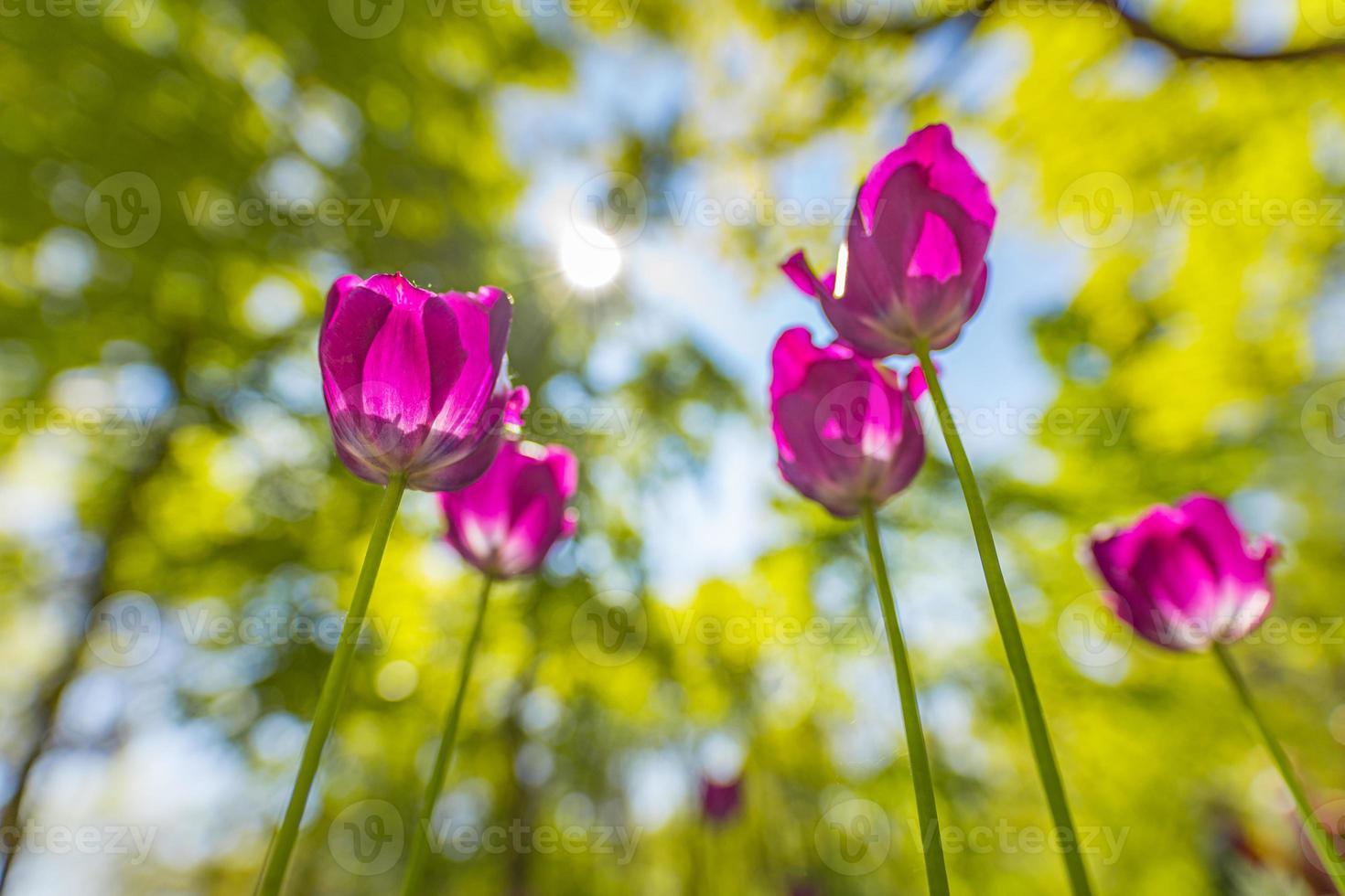 Fantastic bouquet of tulips in forest garden or city park. Bright pink tulips. Dreamy majestic nature background, spring summer flowers photo