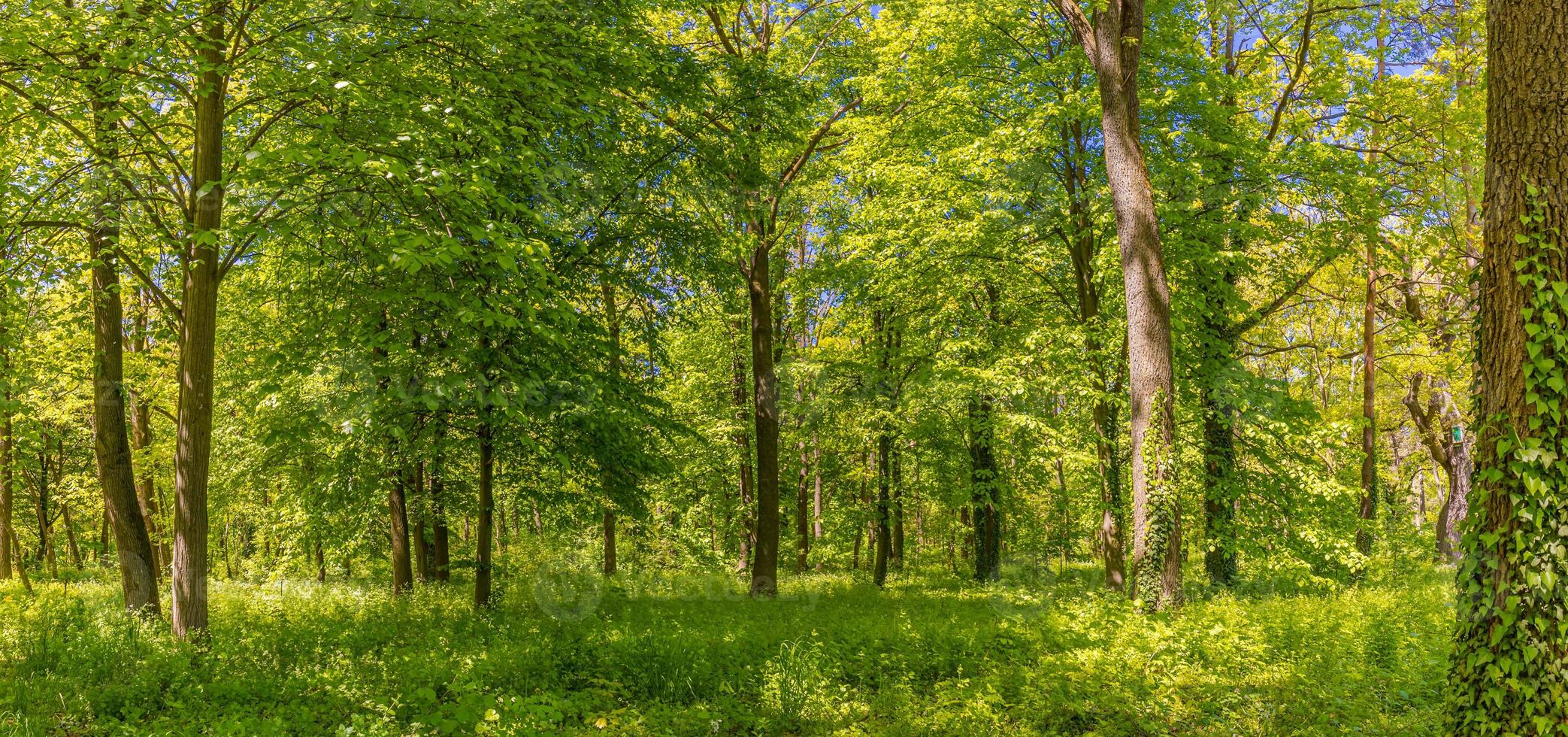 sendero en un paisaje de panorama de bosque verde en la primavera. paisaje de bosque mágico, paisaje panorámico. camino de naturaleza verde y soleado, prado de hierba foto