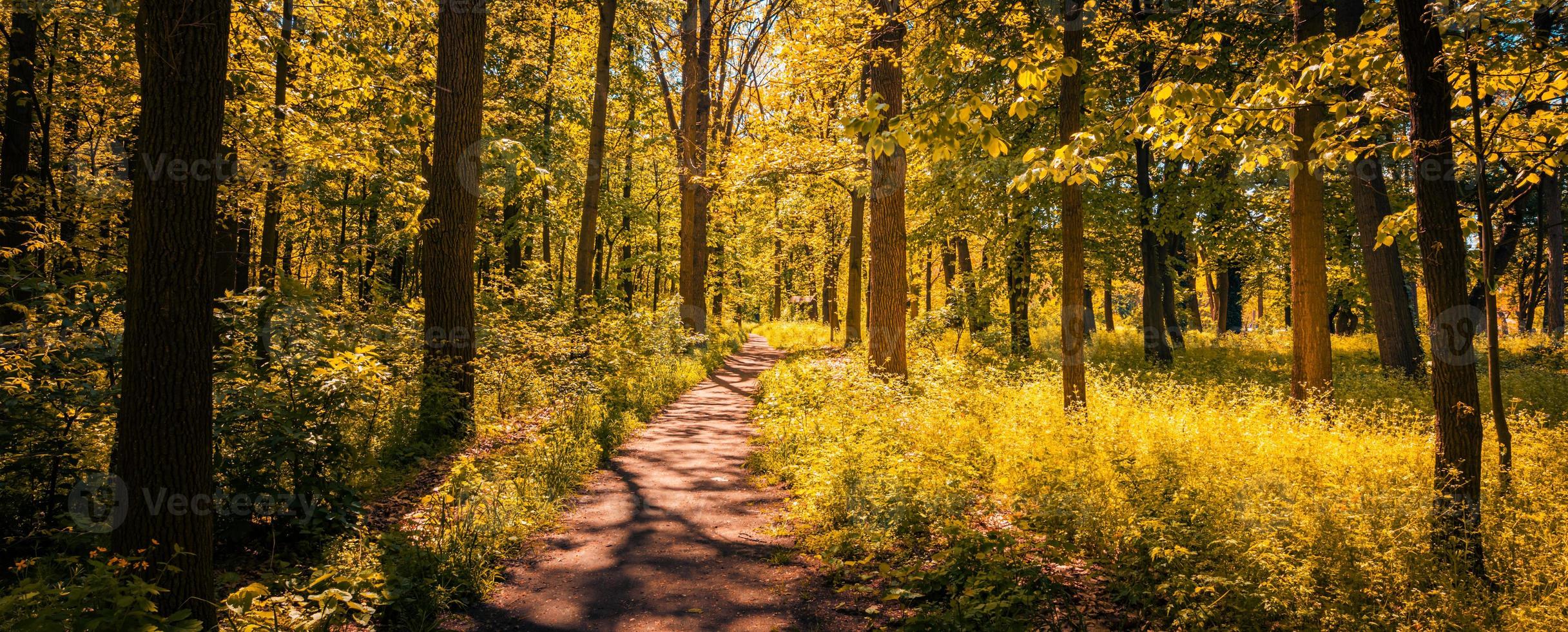 Tranquil footpath in a park in autumn, with beams of light falling through the trees. Amazing nature landscape, hiking adventure, freedom walk, grass and trees with colorful leaves photo