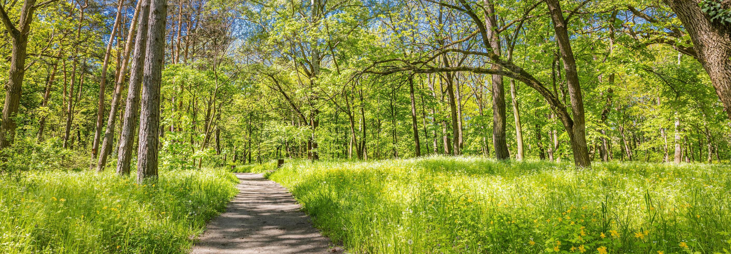 Trail in a green forest panorama landscape in the spring. Magical forest landscape, panoramic scenic. Sunny green nature pathway, grass meadow photo