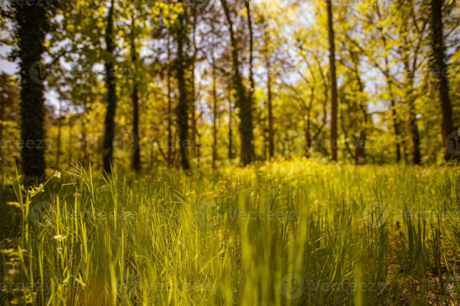 sendero tranquilo en un parque en otoño, con rayos de luz cayendo a través de los árboles. increíble paisaje natural, aventura de senderismo, caminata por la libertad, hierba y árboles con hojas coloridas foto