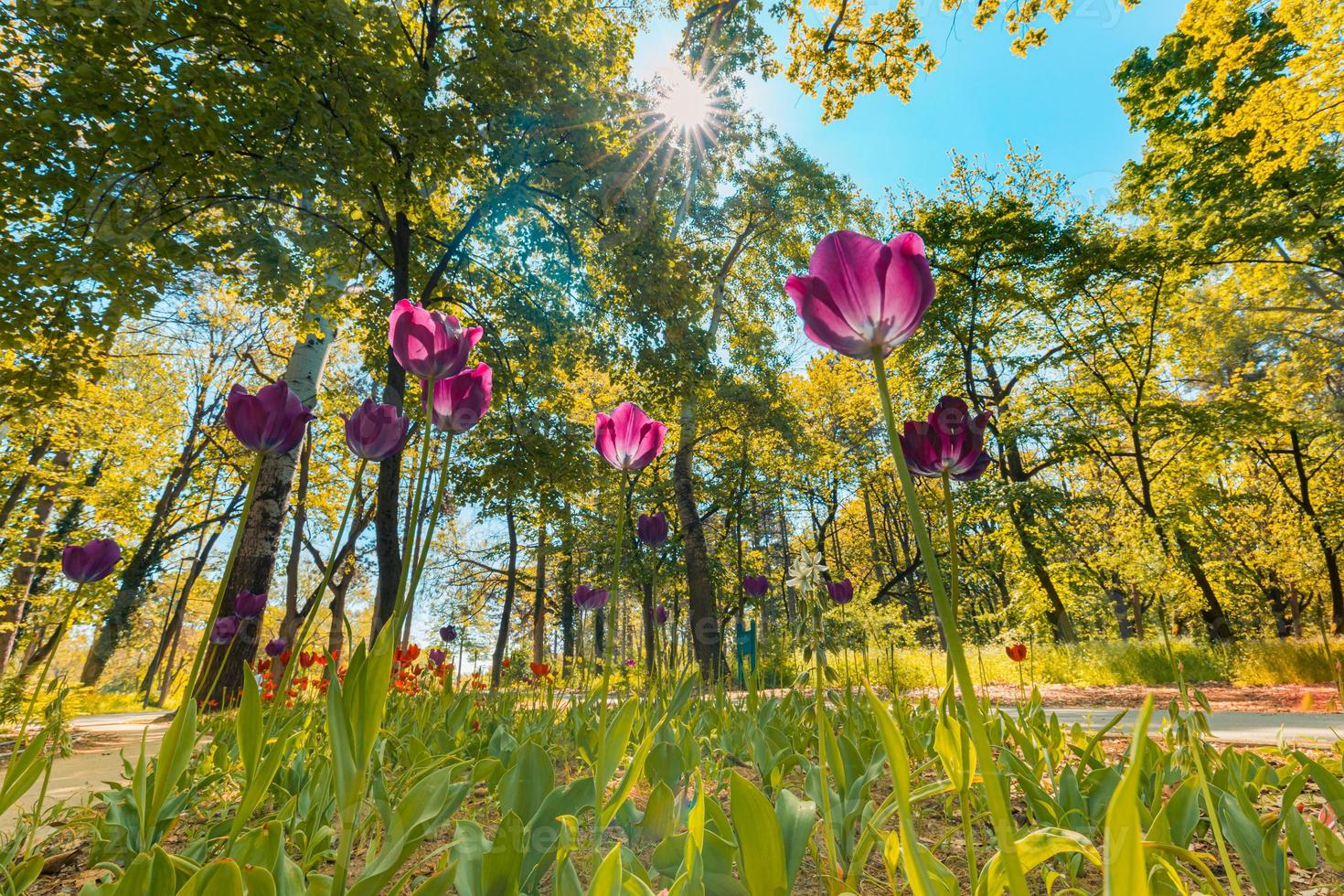 Fantastic bouquet of tulips in forest garden or city park. Bright pink tulips. Dreamy majestic nature background, spring summer flowers photo