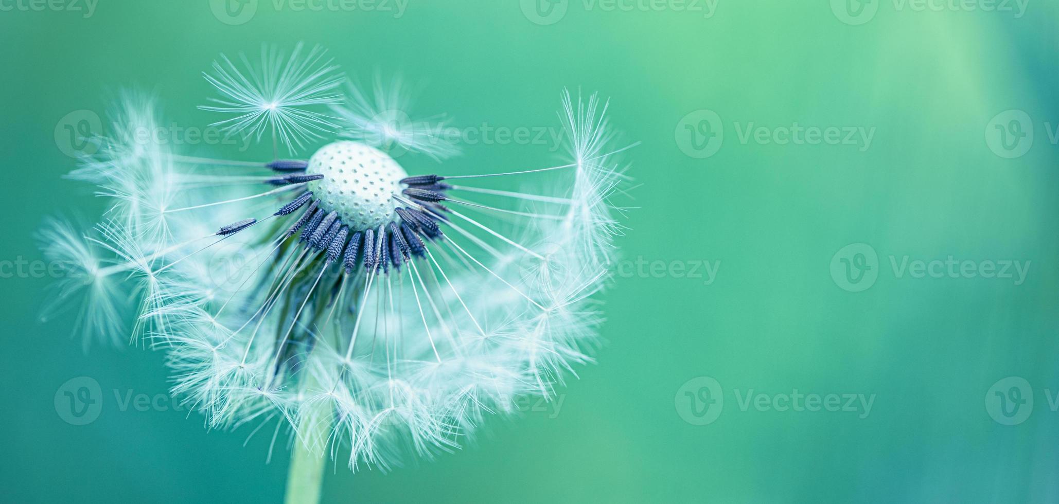 Closeup of dandelion on natural background. Bright, delicate nature details. Inspirational nature concept, soft blue and green blurred bokeh background photo