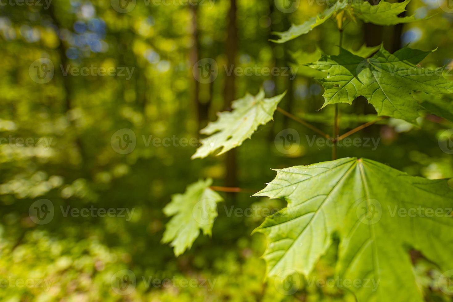 Green leaves in blurred forest landscape background. Relaxing nature scenic with soft sunlight and bokeh nature photo