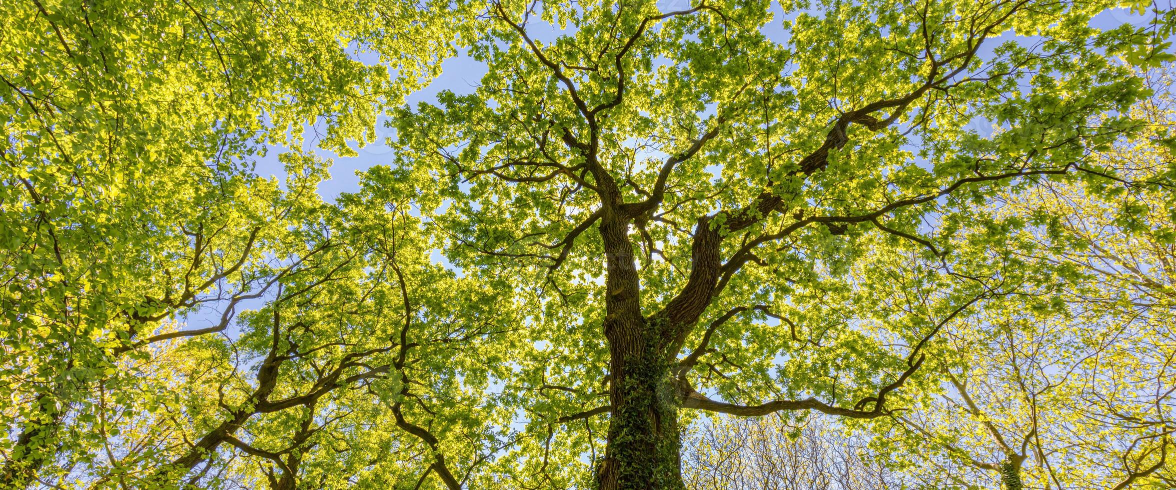 Looking up at the green tops of trees. Panoramic nature landscape, banner view. Idyllic natural adventure forest. Nature composition. photo