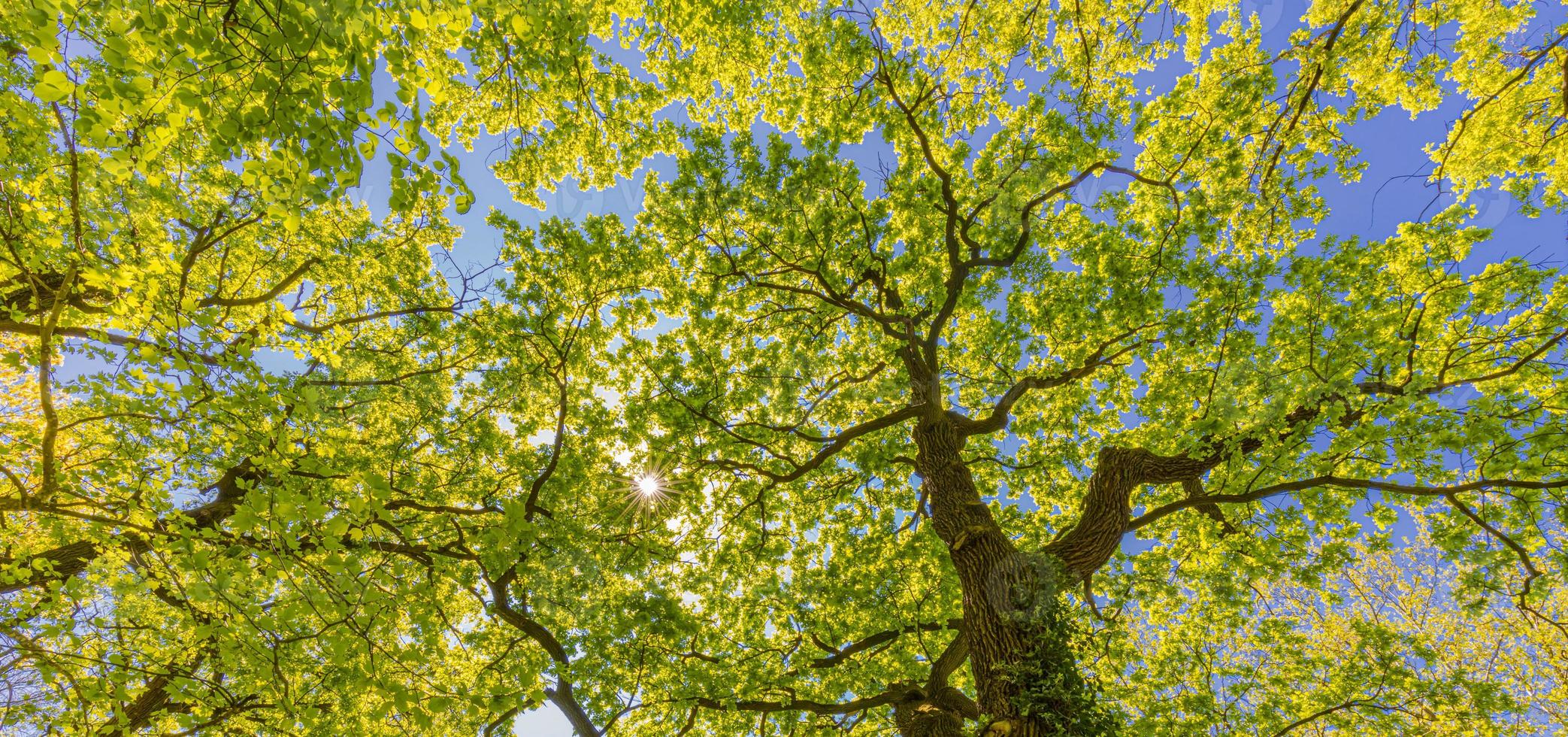 mirando hacia las copas verdes de los árboles. paisaje natural panorámico, vista de banner. idílico bosque de aventuras naturales. composición de la naturaleza. foto