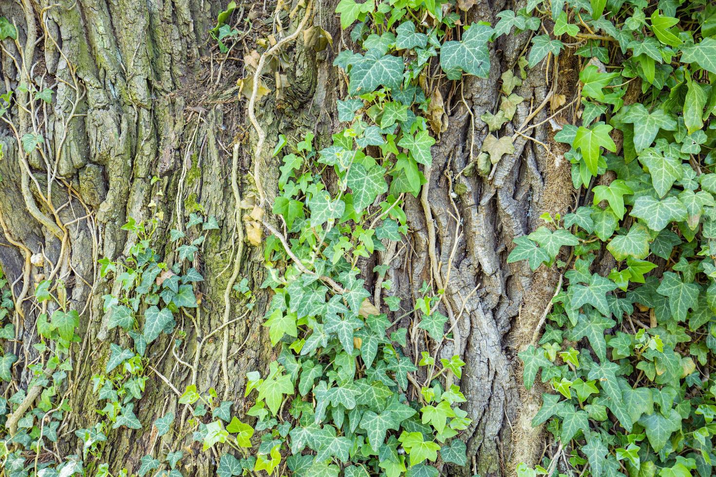 Natural growing ivy on a tree trunk. Ivy covers tree trunk. Nature abstract background photo